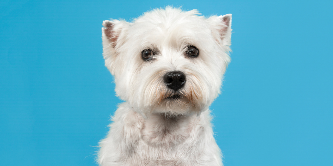 Separation Anxiety in Dogs & Cats: How to Help Your Pet Feel Safe When You’re Away