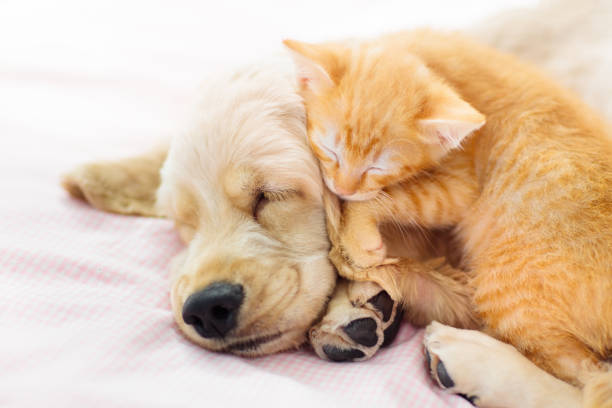 Why Sleep Matters for Your Pet: The Benefits of Calming Beds for Dogs & Cats