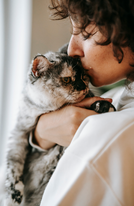 Ultimate Separation Bundle - Cats