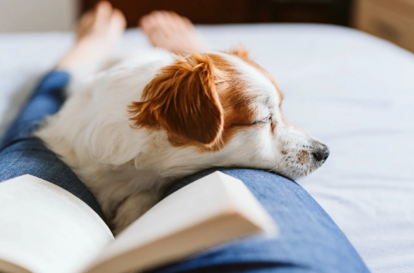 Multi-Sensory Calm Bundle - Dogs