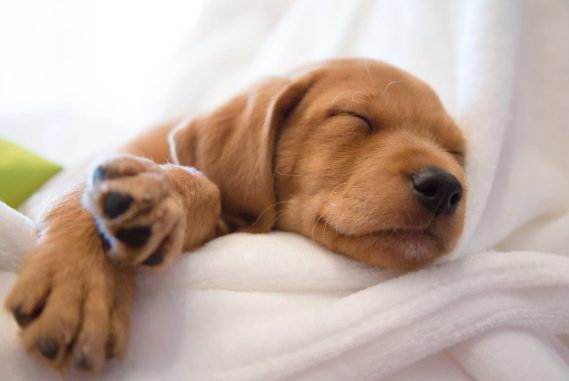 New Puppy Comfort Bundle