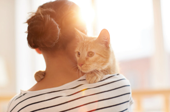 Multi-Sensory Calm Bundle - Cats