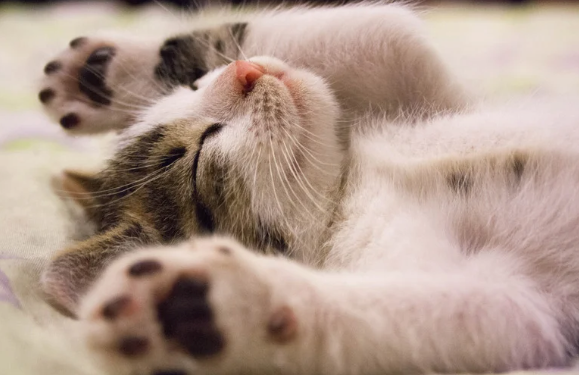 New Kitten Comfort Bundle