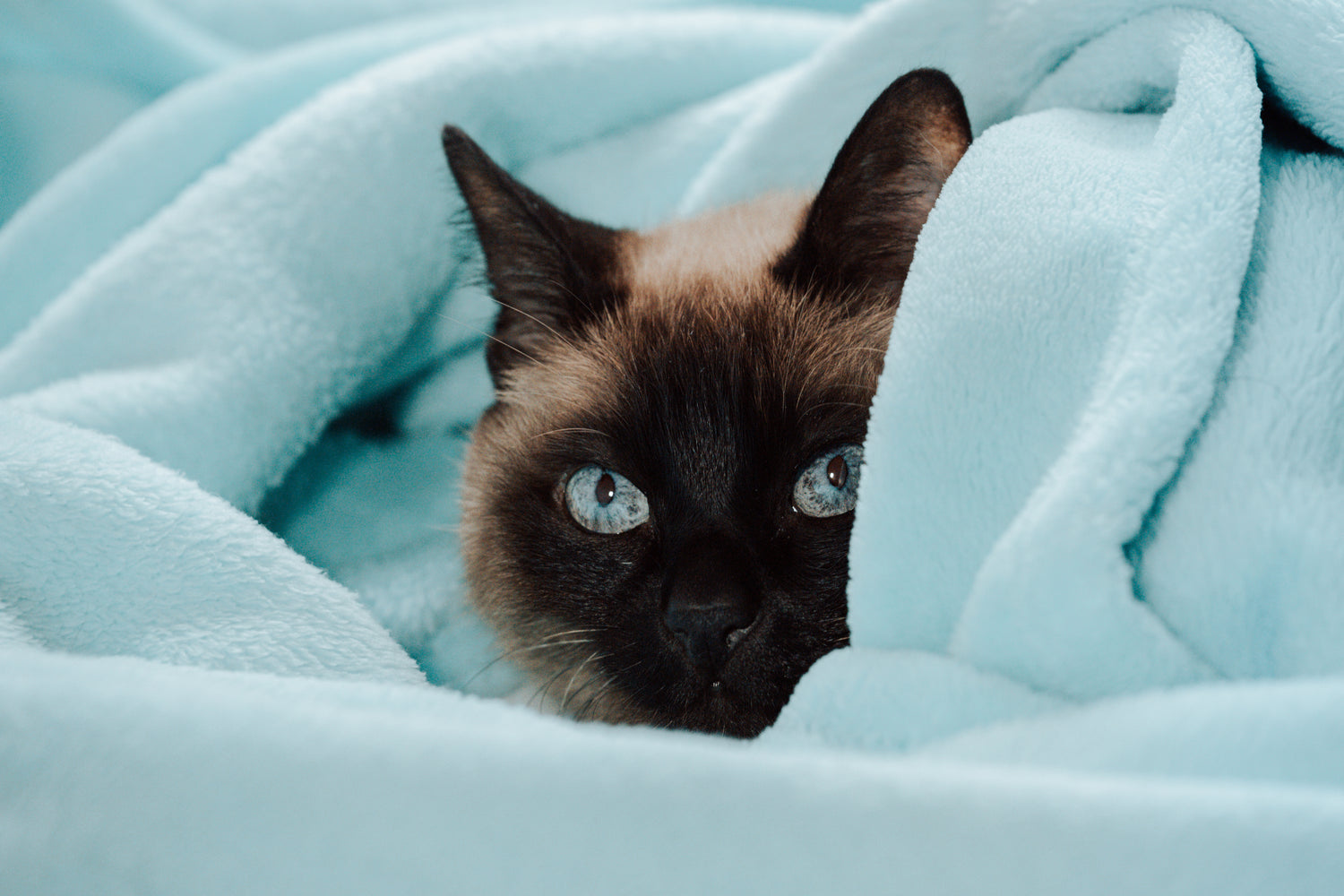 cat-peeks-out-of-a-blue-blanket