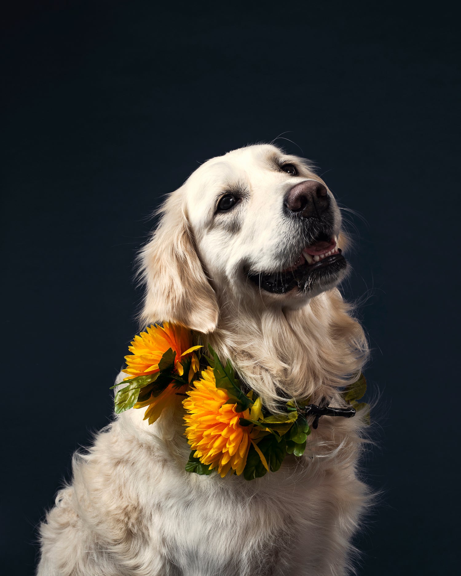 soft-retriever-dog-with-flowers